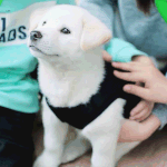 [EXO] 너네 이거 봄? 조카 신기해