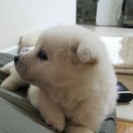 [EXO] 강아쥐 조카 ㄱ여웡