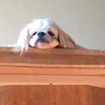 [강아지] (코카) <b>짱짱</b>이 변천사 뾰로롱