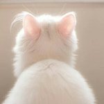 [EXO] 냥이 뒷모습도 씹덕임