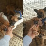 [강아지] 새끼들은 <b>입양</b>가고 홀로 남은 어미견