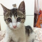 우리집<b>라온</b>이를 소개합니다