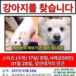 [강아지] (대구) 강아지 찾습니다.