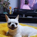 강아지 키우려는데 <b>견종</b> 뭔지 봐주세요!!ㅠㅠ