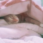 ㅋㅋㅋㅋㅋ냥이  이불속에서 이러고<b>잔당</b>..