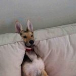 ㄹㅇ한달동안 개독하게 살빼면 몇<b>kg</b>까지 빠질까