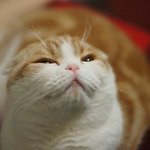 [댓글부탁해] <b>야옹</b>이 머리감구올게~