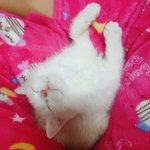 [EXO] 우리 냥이 진짜 죤나 <b>기엽</b>지만