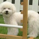 [VIVI] 비비 다이죠부?