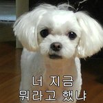 [댓글부탁해] 겹치는 거 싫어하는 애들