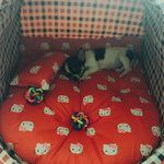 [강아지성장] (<b>내눈</b>에만)세젤예 치와와 +++자랑하고 가세요