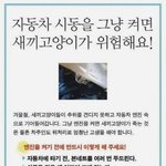 겨울엔 차 탈 때 본네트 두들겨주세요! (고양이 위험)