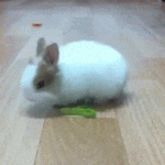 토끼 <b>기여</b>워