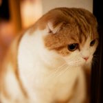 [댓글부탁해] 브랜드 옷 <b>세일</b>언제마다함?