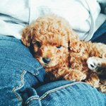 [강아지] 우리집 막내 <b>토이</b>푸들 단지를 소개합니다