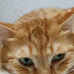 [고양이] 개냥이 <b>제리</b>를 소개합니다