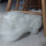 [댓글부탁해] 우리 집 강아지 폼폼? 무슨 <b>키링</b>한테 시비건당