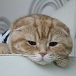 [댓글부탁해] <b>야옹</b>이 열난다...