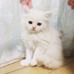 [고양이] 우리집 꾸러기 '<b>마리</b>'