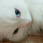[EXO] 울 애기야 <b>오때</b>