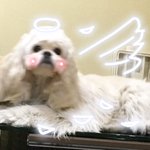 [강아지] 코카스파니엘 짱짱이 듀번째 일상