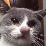 톡선에 75kg글