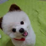 [강아지] <b>봄이</b>