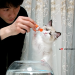 [고양이] 원형 어항의 금붕어를 본 고양이