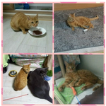 냥이 입양 계획중이신 분들은 꼭 한번 봐주세요( . .)