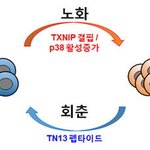 우리가 늙는 이유가 <b>산소</b> 때문이래요