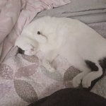 [댓글부탁해] <b>애완</b>동물키우는사람~~~드루와!