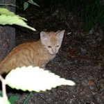 [고양이] 개냥이 <b>제리</b>동생 가을이를 소개합니다