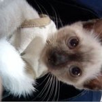 [토리네] 오늘은 도도냥 <b>미미</b>~