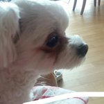 [EXO] 강아지옷주머니에3만원넣고다니는<b>부루</b><b>주아</b>강아지임