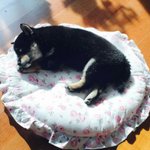 [EXO] 개귀<b>엽지</b>