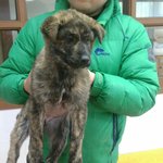 [강아지] 아파트 <b>화단</b>에 묶여 버려진 진도 애기