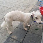 [유실견] 완주군 강아지 잃어버린  <b>견주</b>