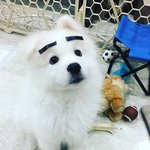 [강아지] 포켓몬고하는 우리집 개린이 (사모예드)