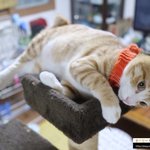 [고양이] 삼냥이를 소개합니다.