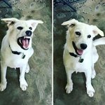 나 강아지 키울건데 <b>엄마</b>가 강아지 이름을