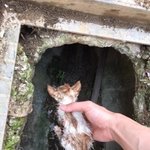 <b>배회</b>하는 길고양이들에게도 따뜻한 봄이 올 수 있도록 ..