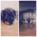 [댓글부탁해] 강아지 사설 안락사 관심가져주세요