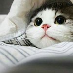 솔직히 <b>엑소팬</b>이랑 방탄<b>팬</b> 불쌍해ㅋㅋㅋ..