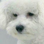 [댓글부탁해] ㅅㅂ<b>나망</b>함