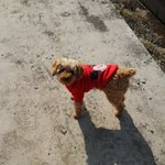 [강아지] 산싸나이<b>노랑</b>