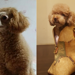 [강아지] 미용잘못해서 <b>대머리</b>독수리가 됐어요~~