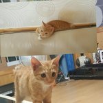 [반려견묘] 울집 애기들 코코.<b>복순</b>이 소개합니다