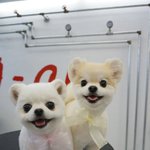 [로리로하] 포메는 사랑입니다 ) 곰돌이로 돌아온 로리로하 소개합니다~