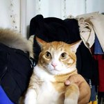 [고양이] <b>말랑</b>콩이 2탄