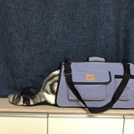 [고양이] <b>로로</b> 일상 파파라치 15탄